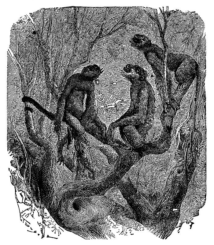 白颊蜘蛛猴(Ateles Marginatus) - 19世纪